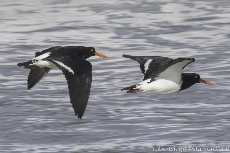 oyster catcher